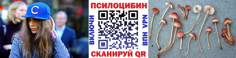 Галлюциногенные грибы Psilocybe Сусуман